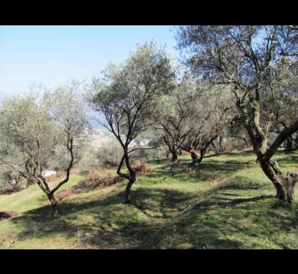 Land in Tirana